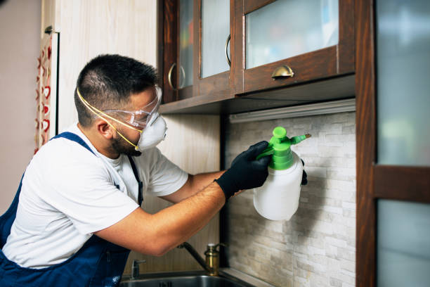 Best Wasp Removal Services  in Andover, KS