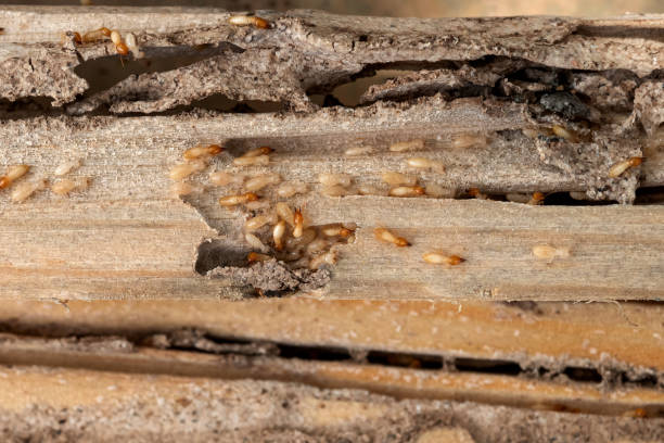 Best Mosquito Control Services  in Andover, KS